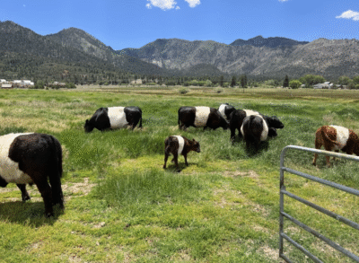 Cows in Pine Valley